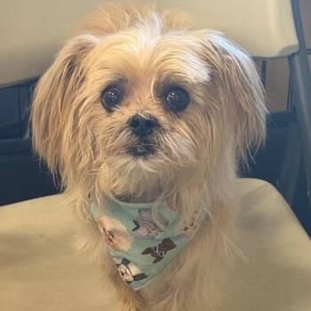 Terrier Dogs Available for Adoption - Carlos | PetCurious