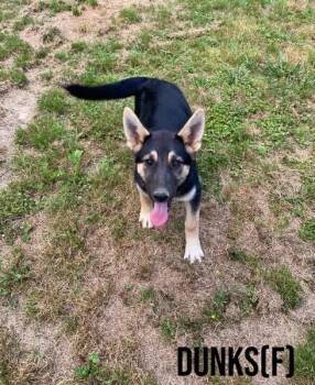 Shepherd and Husky Dogs Available for Adoption in Pembroke, Massachusetts - Dunks | PetCurious