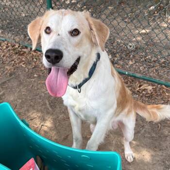 Buster 26-092 -  Labrador Retriever and Spaniel Dog for Adoption in Little Rock, Arkansas - Buster 26-092 | PetCurious