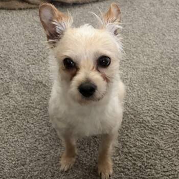 Jack -  Terrier and Chihuahua Dog for Adoption in Hermiston, Oregon - Jack | PetCurious