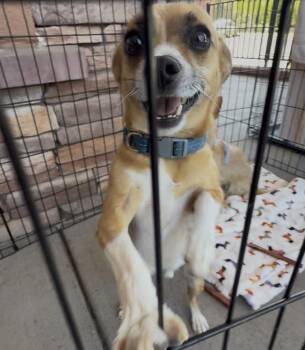 Padre -  Chihuahua Dog for Adoption in Littleton, Colorado - Padre | PetCurious