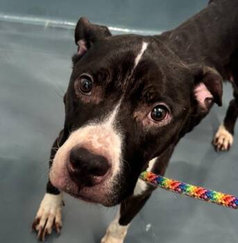 Miss Independent -  Mixed Breed Dog for Adoption - Miss Independent | PetCurious