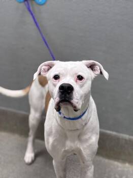 Boxer Dogs Available for Adoption - BOLIN | PetCurious