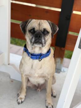 Frank -  Pug Dog for Adoption in Liverpool, Texas - Frank | PetCurious