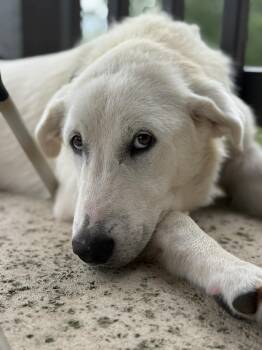 Great Pyrenees Dogs Available for Adoption in Quinlan, Texas - Lucky SAT | PetCurious