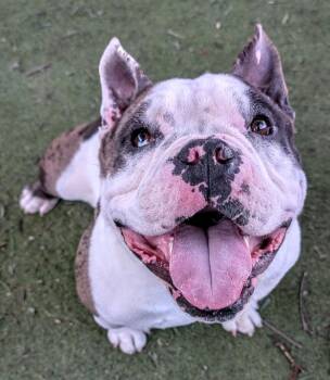 Boomer -  French Bulldog and English Bulldog Dog for Adoption in Ramona, California - Boomer | PetCurious