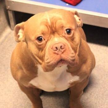 26-01448 -  Pit Bull Terrier Dog for Adoption in Fredericksburg, Virginia - 26-01448 | PetCurious