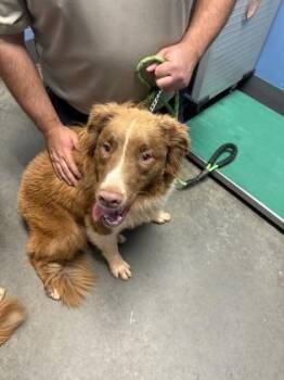 Scooter $125 -  Australian Shepherd and Mixed Breed Dog for Adoption in Seneca, South Carolina - Scooter $125 | PetCurious