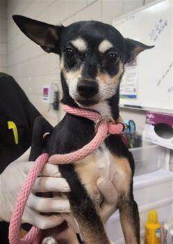 A176425 -  Mixed Breed Dog for Adoption in Santa Fe, New Mexico - A176425 | PetCurious