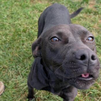 Molly -  Mixed Breed Dog for Adoption in Springboro, Ohio - Molly | PetCurious