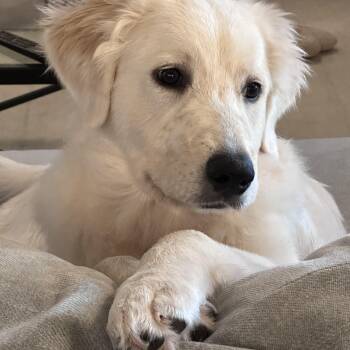 Sadie -  Great Pyrenees Dog for Adoption in Krum, Texas - Sadie | PetCurious