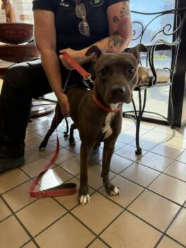 COCO -  Pit Bull Terrier and Mixed Breed Dog for Adoption in Burbank, California - COCO | PetCurious