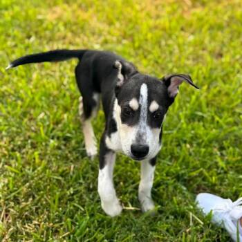 Benson -  Labrador Retriever Dog for Adoption in Williston, Vermont - Benson | PetCurious