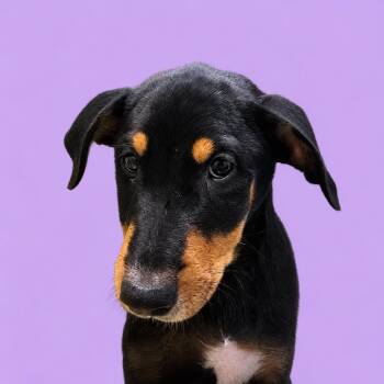 Chanel -  Doberman Pinscher and Mixed Breed Dog for Adoption in Concord, North Carolina - Chanel | PetCurious