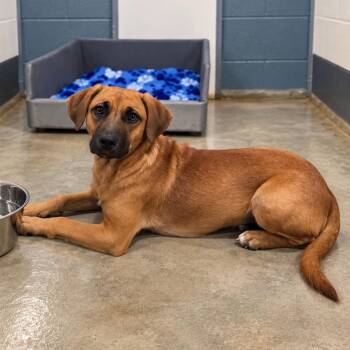 Fiona -  Mixed Breed Dog for Adoption in Jefferson City, Tennessee - Fiona | PetCurious