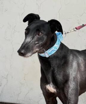 Greyhound Dogs Available for Adoption in Coon Rapids, Minnesota - Ricky | PetCurious