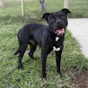 PRIMUS -  Pit Bull Terrier Dog for Adoption in Modesto, California - PRIMUS | PetCurious