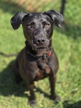 ORANGE BLOSSOM -  Labrador Retriever and Mixed Breed Dog for Adoption in York, South Carolina - ORANGE BLOSSOM | PetCurious
