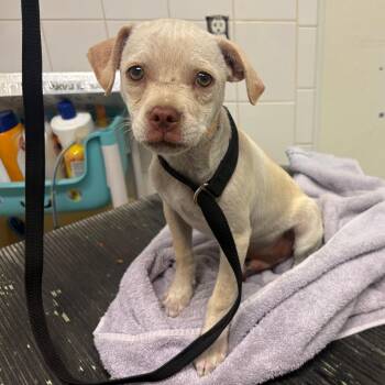 IVHS-Stray-140641 -  Chihuahua and Mixed Breed Dog for Adoption in San Gabriel, California - IVHS-Stray-140641 | PetCurious