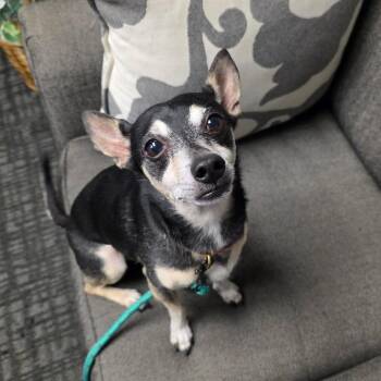 Ollie -  Chihuahua Dog for Adoption in Beulaville, North Carolina - Ollie | PetCurious