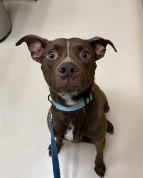 Pit Bull Terrier and Mixed Breed Dogs Available for Adoption in Aliquippa, Pennsylvania - INDIGO | PetCurious