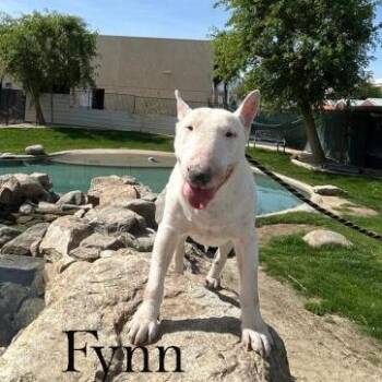 Bull Terrier Dogs Available for Adoption - Fynn | PetCurious