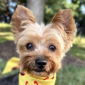Tonya -  Yorkshire Terrier Dog for Adoption in Arlington, Virginia - Tonya | PetCurious