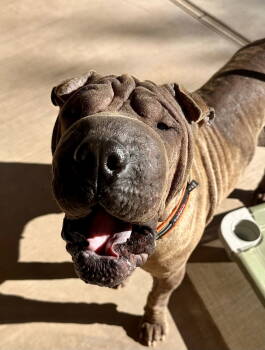 Rescue Shar Pei Dogs for Adoption in Lake Forest, California - Gucci | PetCurious