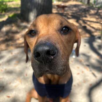 Rescue Mixed Breed Dogs for Adoption in Savannah, Georgia - Wassaw | PetCurious