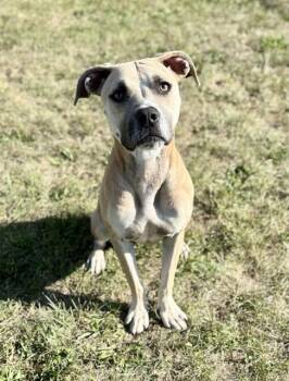 ROSE -  Pit Bull Terrier and Mixed Breed Dog for Adoption in Kalamazoo, Michigan - ROSE | PetCurious