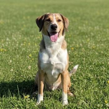Mixed Breed Dogs Available for Adoption in Pittsfield, Illinois - Copper | PetCurious