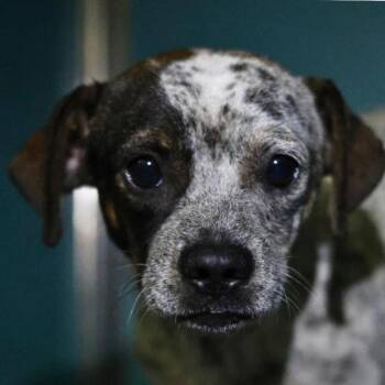 Owen -  Terrier Dog for Adoption in San Antonio, Texas - Owen | PetCurious