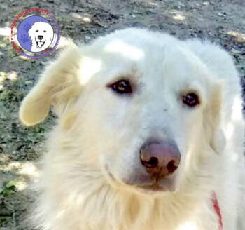 Rescue Great Pyrenees Dogs for Adoption in Spring, Texas - Buster | PetCurious