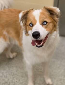 Australian Shepherd Dogs Available for Adoption in Baldwin, Maryland - Rocky | PetCurious