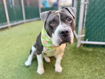 Rescue Mixed Breed Dogs for Adoption in New York, New York - Sky Dragon | PetCurious