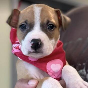 Jonah -  Pit Bull Terrier Dog for Adoption in Fort Collins, Colorado - Jonah | PetCurious