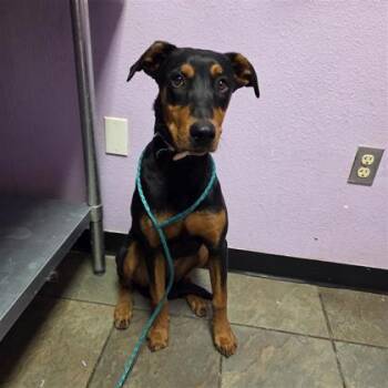 61149533 -  Doberman Pinscher and Mixed Breed Dog for Adoption in El Paso, Texas - 61149533 | PetCurious