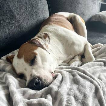 Arbor -  Terrier Dog for Adoption in Des Moines, Iowa - Arbor | PetCurious