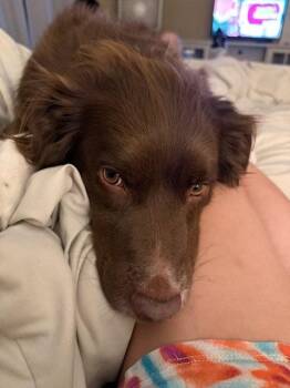 NV/Penny -  Brittany Spaniel and Australian Shepherd Dog for Adoption in Baldwinsville, New York - NV/Penny | PetCurious