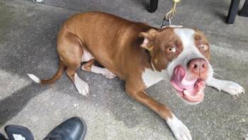 BEAN -  Staffordshire Bull Terrier and Mixed Breed Dog for Adoption in St. Cloud, Florida - BEAN | PetCurious