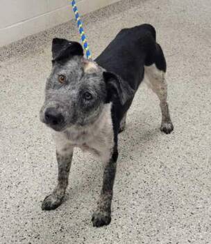 Elijah -  Australian Cattle Dog Blue Heeler and Mixed Breed Dog for Adoption in Kansas City, Missouri - Elijah | PetCurious