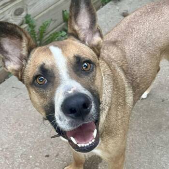 Rescue German Shepherd Dog and Lancashire Heeler Dogs for Adoption in Niagara Falls, Ontario - Brave Lokee (20250825-01) | PetCurious