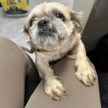 Grape -  Mixed Breed Dog for Adoption in West Chester, Pennsylvania - Grape | PetCurious