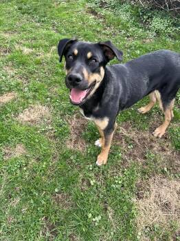 Maurice -  Shepherd and Labrador Retriever Dog for Adoption in Warren, Rhode Island - Maurice | PetCurious