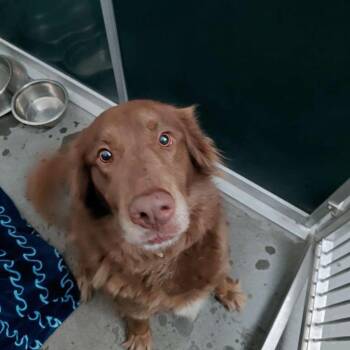Bonnie (BC-Stray-32243) -  Black Labrador Retriever and Australian Shepherd Dog for Adoption in Idaho Falls, Idaho - Bonnie (BC-Stray-32243) | PetCurious