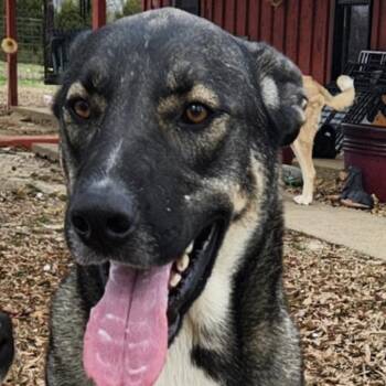 German Shepherd Dog and Labrador Retriever Dogs Available for Adoption in Andover, Massachusetts - Dean Tollie ~ Needs Summer Lovin! | PetCurious