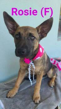 Belgian Shepherd Malinois and German Shepherd Dog Dogs Available for Adoption in Imlay City, Michigan - Josie FKA Rosie - Located In NJ | PetCurious