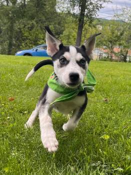 Siberian Husky Dogs Available for Adoption in Greensburg, Pennsylvania - Sid | PetCurious
