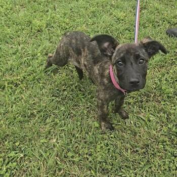 Plott Hound and Mixed Breed Dogs Available for Adoption in Wylie, Texas - A011240 | PetCurious
