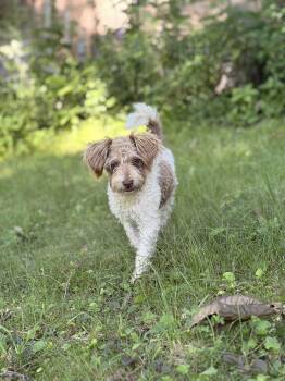 Maggie -  Schnoodle Dog for Adoption in Madison, Wisconsin - Maggie | PetCurious